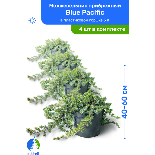   Blue Pacific ( ) 40-60     3 , ,   ,   4    , -, 