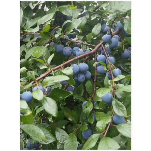 ���������� ������ Ҹ�� ����� ������� (Prunus spinosa), 10 ����