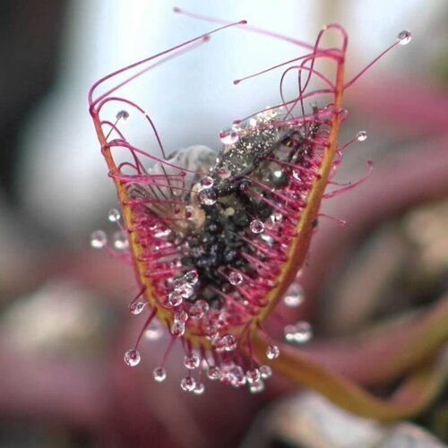 ���������� ������ ��������� ������� ������ 10+ ��, Drosera Binata, ������� ������ ��������, ��������� ���