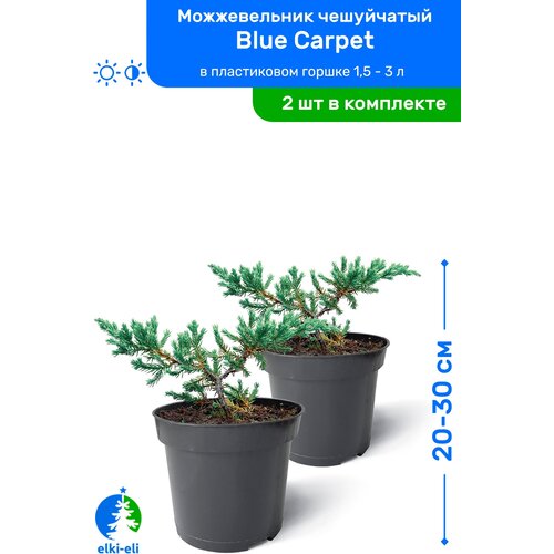   Blue Carpet ( ) 20-30     0,9-3 , ,   ,   2    , -, 