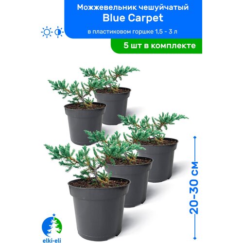   Blue Carpet ( ) 20-30     0,9-3 , ,   ,   5    , -, 