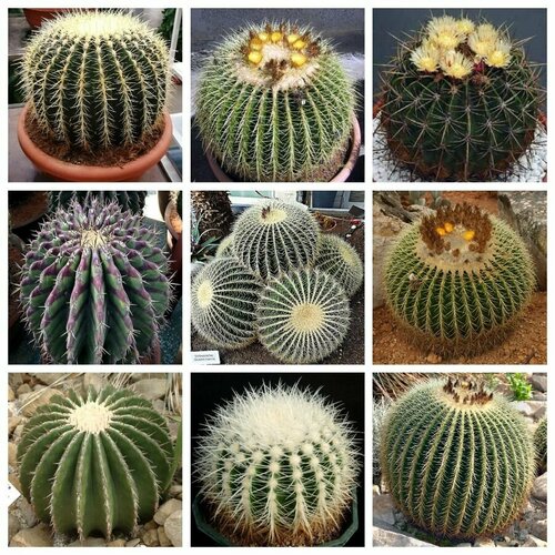 ���������� ����������� ���� ������, �������, ������