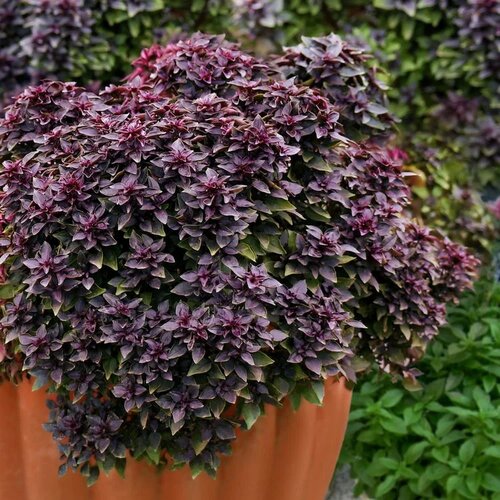 ���������� ������� ��������� ��� 5 ���� ����� ������� ������