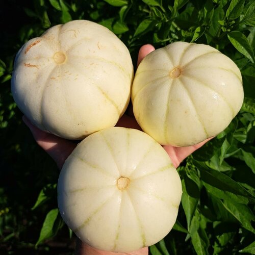 ���������� ������ ������ ���� ������� ���������� 5 ��.