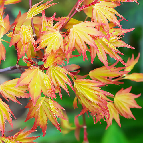 ���������� ���� �������� ��������� �����, ������, 10 ��