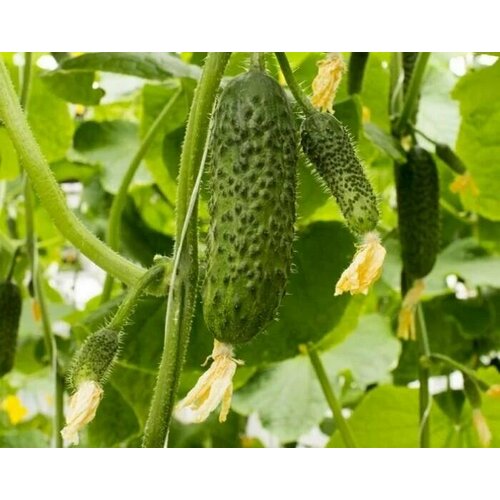 ���������� ������������� ������ ������ �� 4097 �� F1