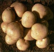 картофель Елизавета 