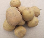 Сорта картофеля на букву А - фото, характеристики, описание