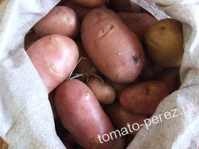 Выращивание раннего картофеля под соломой фото рецепта 